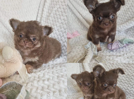 Chocolate Long-Haired Chihuahua Puppies &ndash; Ready Now