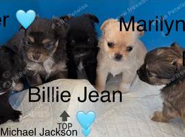 Beautiful Rainbow of Chihuahuas