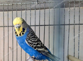 Quality budgies