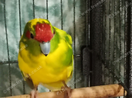 Male kakariki