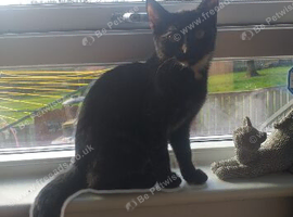 Female cat