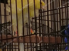 Melado tinnerfeno canaries for sale