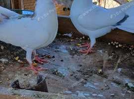 Fan Tail Doves