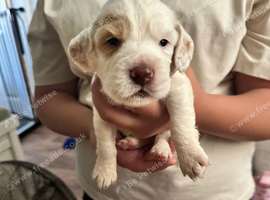 Working cocker spaniel