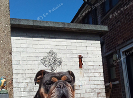 Bulldog