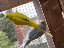 Cute Budgies