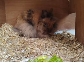 Female rabbit