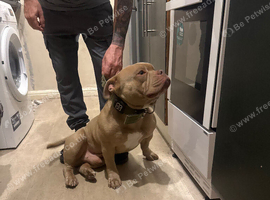 2 year old boy up for stud