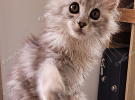 Tica registered maine coon kittens