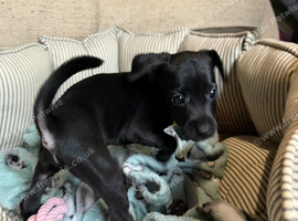 Patterdale Lakeland x Lakeland patterdale Terriers