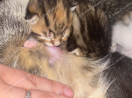 8 Weeks Old Kittens