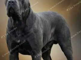 Champion bred cane corso stud