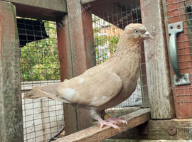 Yellow  pigeons  for sale