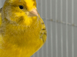 Tame male Fife Canary with friendly female companion
