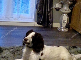 sprocker pups