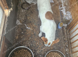 Jack Russell