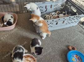 Beautiful kittens waiting for their furever homes