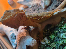 2 year old bearded dragon