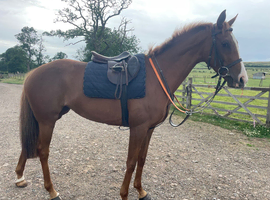 16.1hh 6yo thoroughbred mare