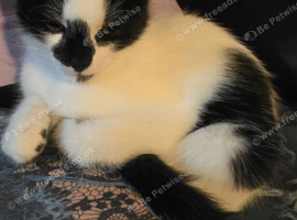 11 week old kitten