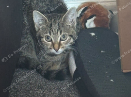 Kitten