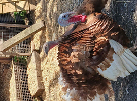 Bourbon Red Turkey Stag