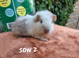 Tow beautiful female guinea pigs
