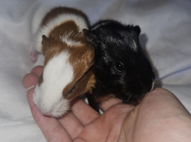 Selling guinea pigs