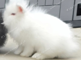REW double mane lionhead