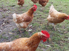 Chickens laying hens