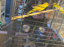 Buttercup Kakarikie's and cage