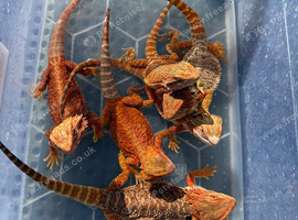 Bearded Dragons. Tigers. Red monsters.