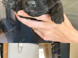 beautiful shepkita puppies