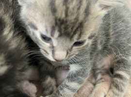 3 beautiful kittens