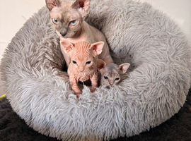 2 female Sphynx kittens