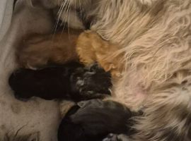 Pure Maine coon kittens
