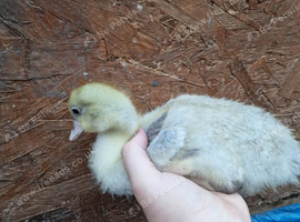 Muscovie ducklings available
