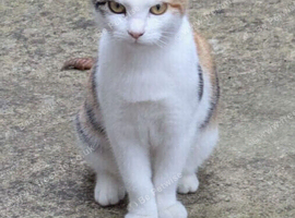 Sally - Beautiful Female Cat Looking for Her Forever Home