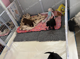Puppies