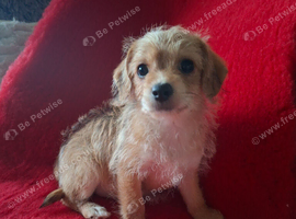 Chihuahua x Toy poodle