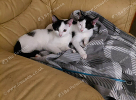 kittens ready for new homes