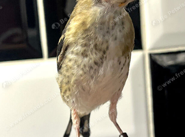 VERY NICE JUVENILE GOLDFINCHES ! ALL BBC RUNG 2026 birds !