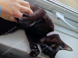 Female cat