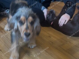 Cocker spaniel male