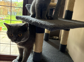 Pedigree British shorthair kittens