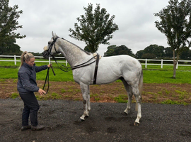 Gorgeous grey 6yo gelding