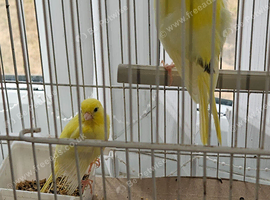 2 baby canaries