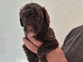 Beautiful cockapoo puppies for sale