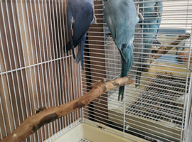 Indian Ringneck Birds Blue/Purple/Green