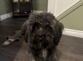 2 year old male yorkiepoo
